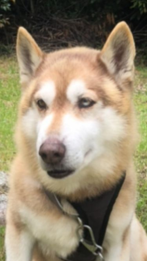 Balto
