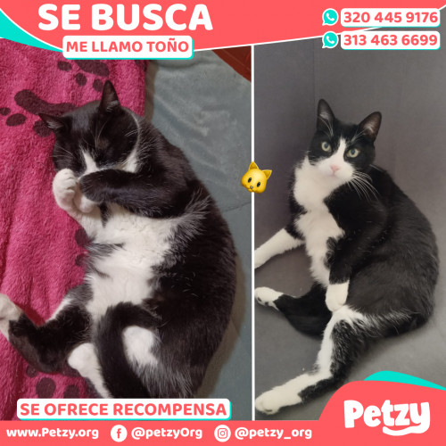 Banner de Toño