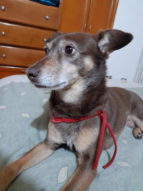 Niña