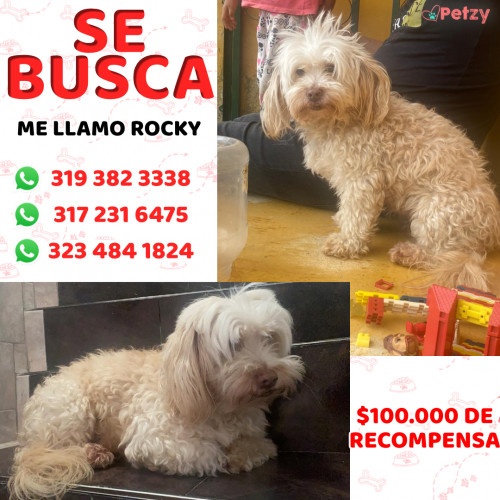 Foto de mascota Rocky