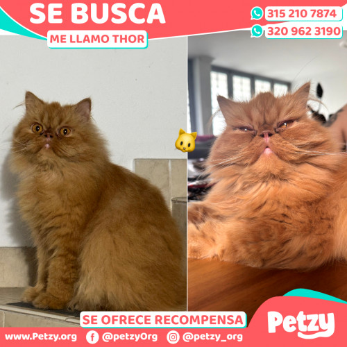 Foto de mascota Thor