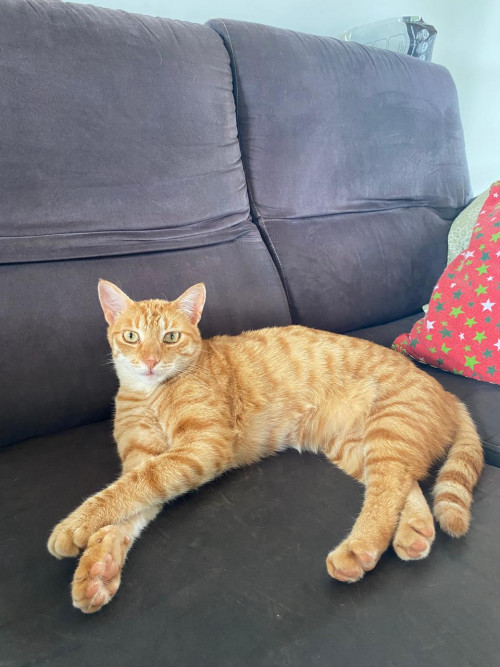 Cheddar