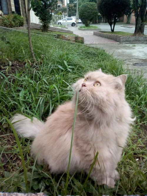 Peludo