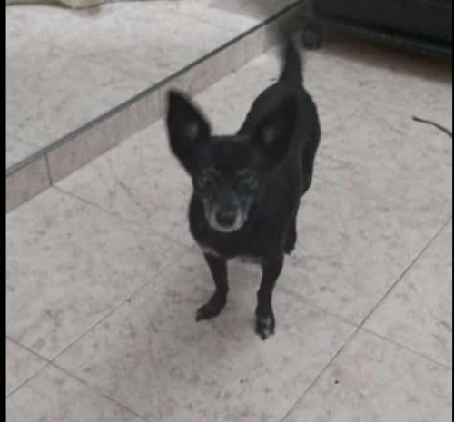 Lola