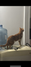 Foto de Tigger en Villavicencio Meta #5