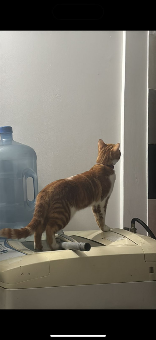 Tigger