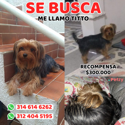 Foto de mascota Titto