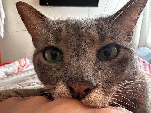 Merlín
