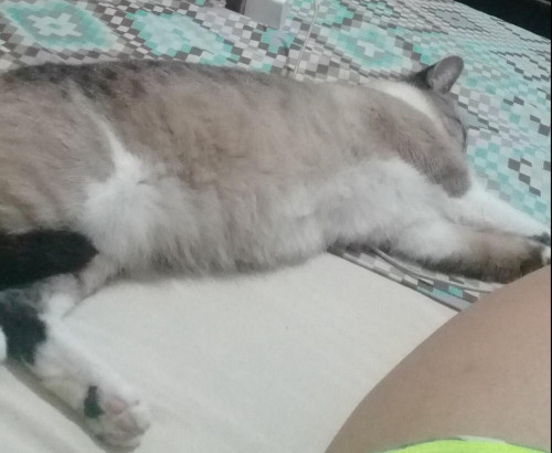 Milú