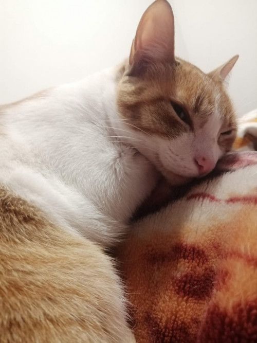 Alfonsina