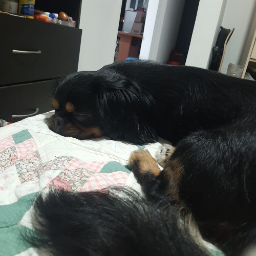 Milu