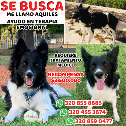 Foto de mascota Aquiles