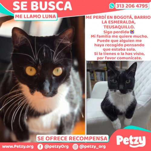 Foto de mascota Luna