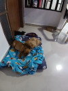 Foto de Molly en Neiva Huila #2