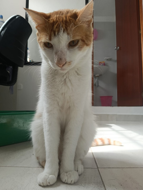 Simón