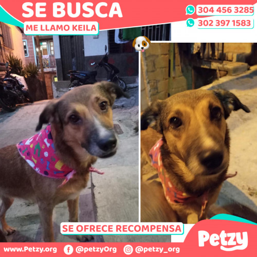 Foto de mascota Keila