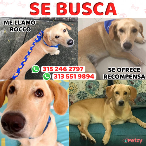 Foto de mascota Rocco