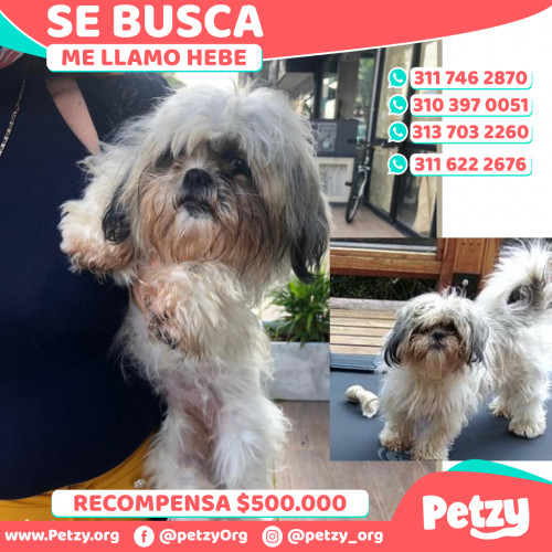 Foto de mascota Hebe