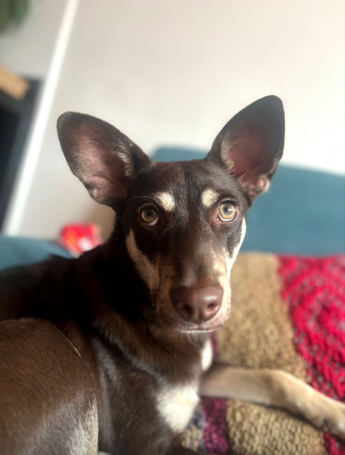 Guapanela