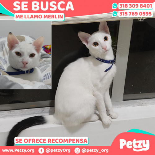 Foto de mascota Merlin