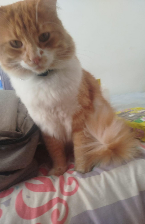 Otis