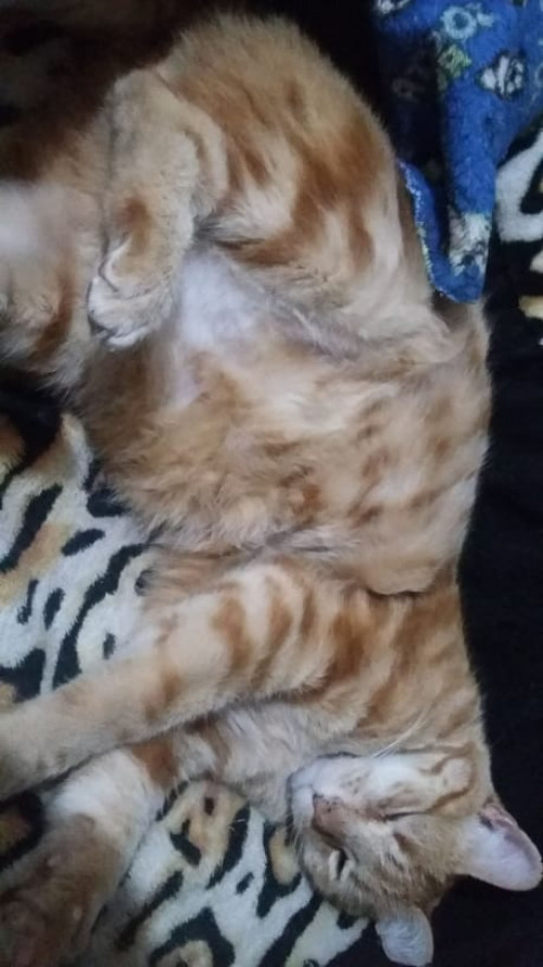 Rayito