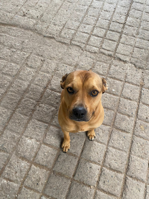 Canela 