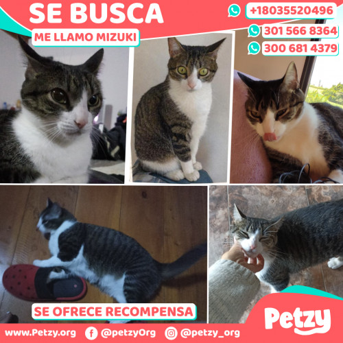 Foto de mascota Mizuki