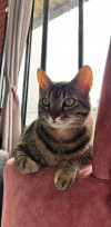 Foto de Kitty en Manizales Caldas #2