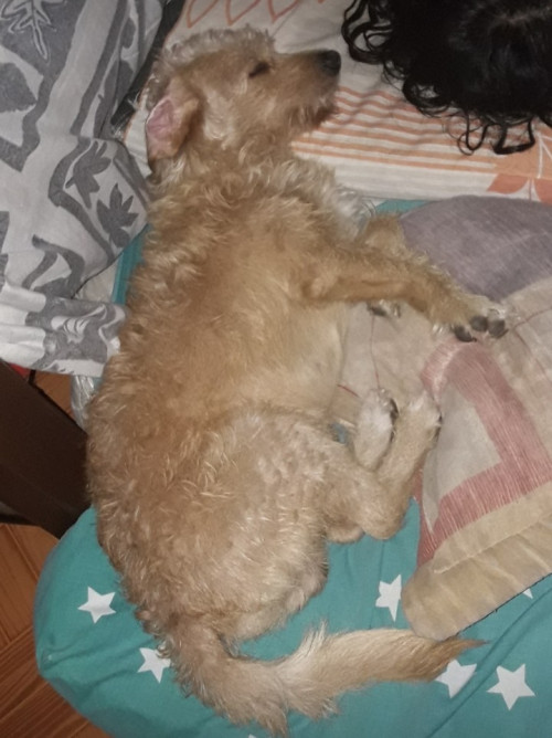 Toby
