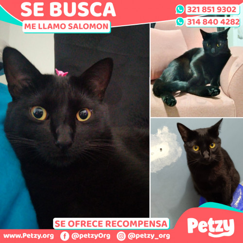 Foto de mascota Salomon