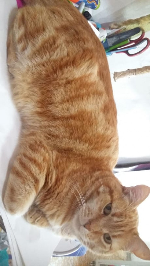 Rayito