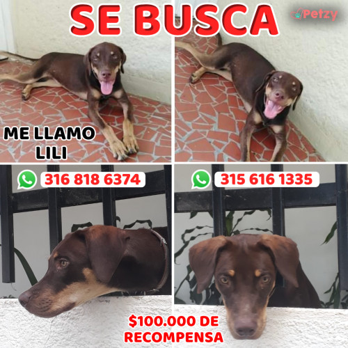 Foto de mascota Lili