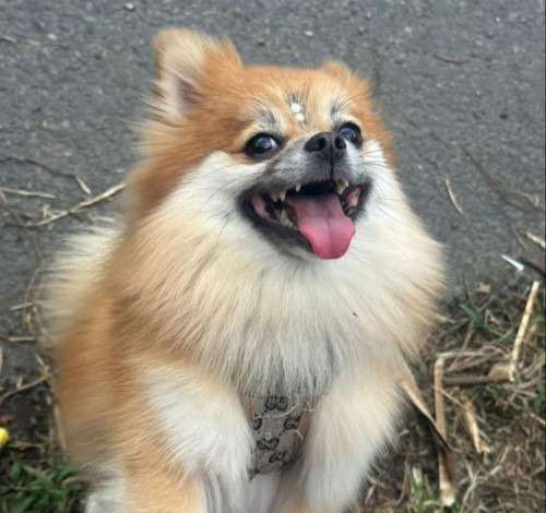 Milú