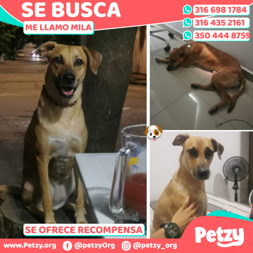 Foto de mascota Mila