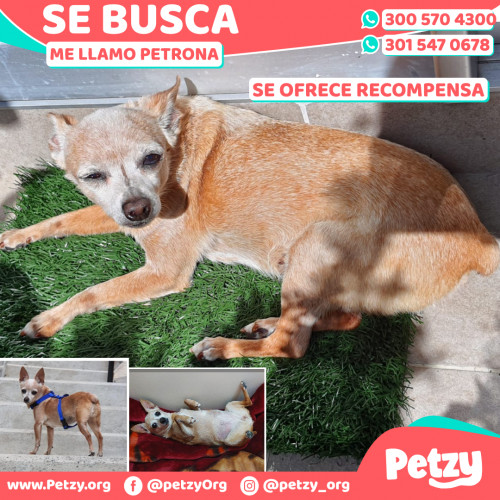 Foto de mascota Petrona