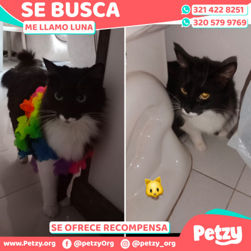 Foto de mascota Luna