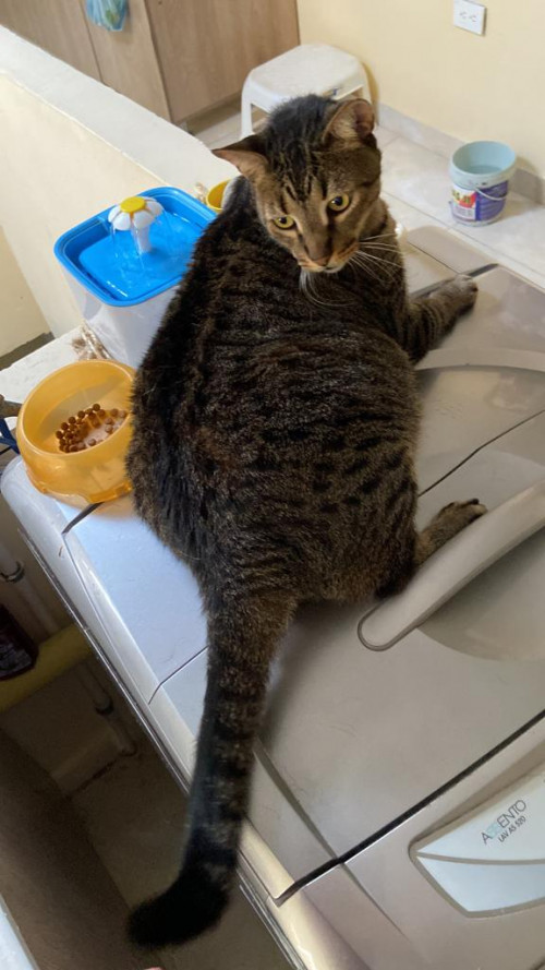 Felix