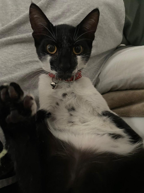 Pou