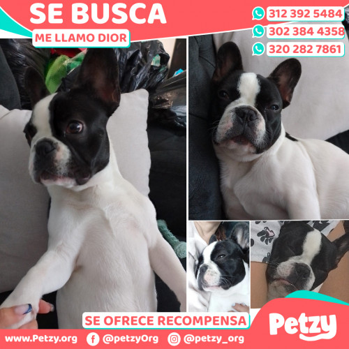 Foto de mascota Dior