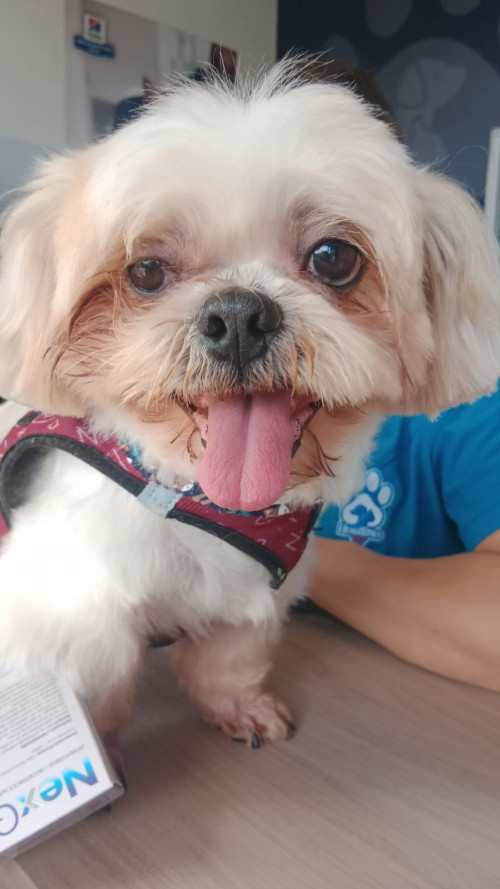Simon