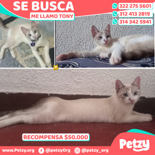 Foto de mascota Tony