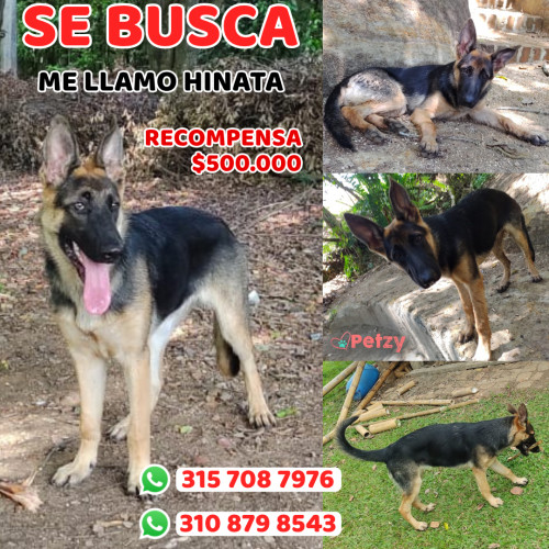 Foto de mascota Hinata