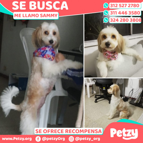 Foto de mascota Sammy