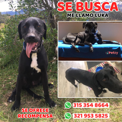 Foto de mascota Luka