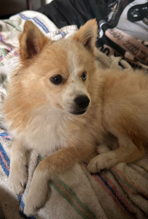 Ari