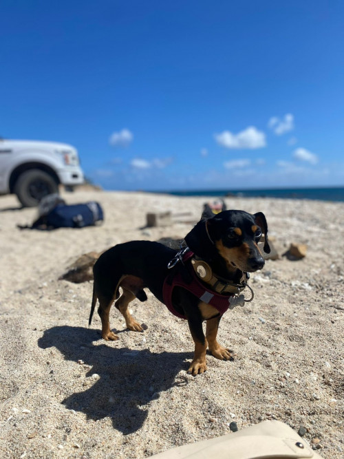 Milo