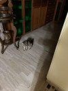 Foto de Tiger en Villa Del Rosario Norte de Santander #2