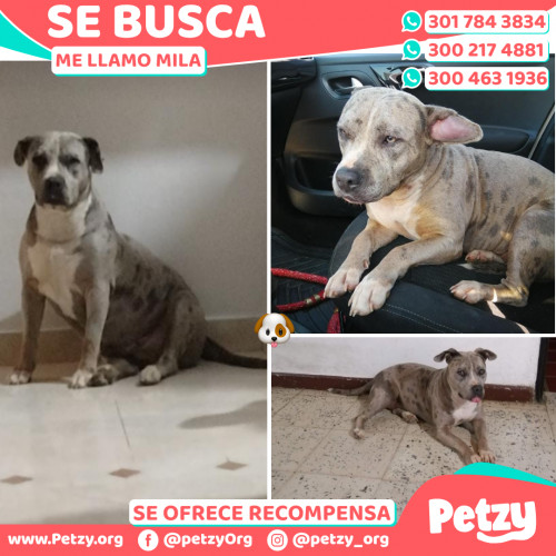 Foto de mascota Mila