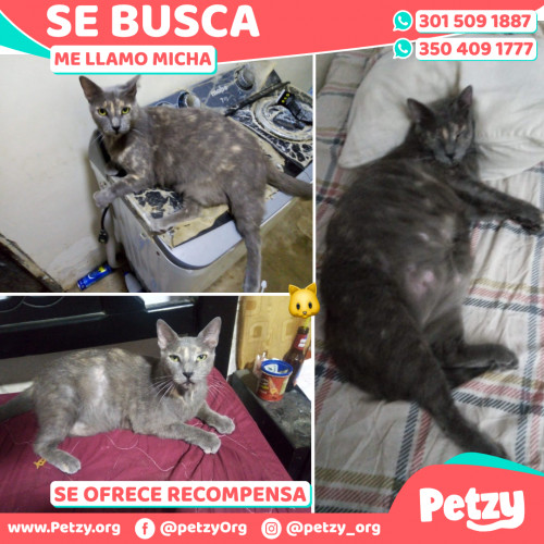 Foto de mascota Micha